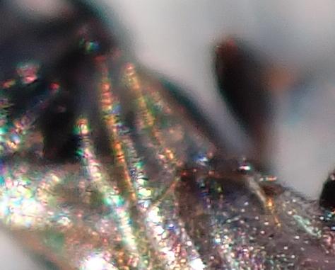 Laelius sp.